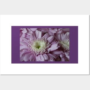 Pretty purple dahlia Posters and Art